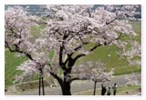 市天然記念物の桜「陽春」