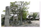 鷺森神社の楠
