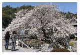 実報寺の一樹桜の写真