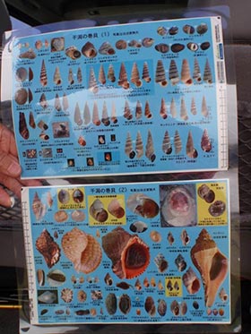 貝殻図鑑