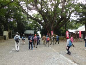 伊曽乃神社の中を歩いて植物観察しています