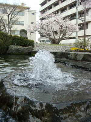 うちぬき広場と桜