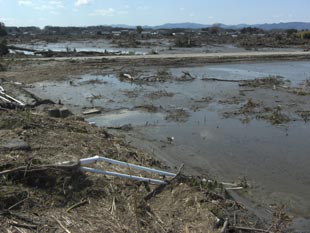 海水が残ったたままの水田