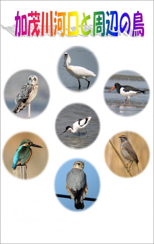加茂川河口と周辺の鳥