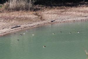 第3回自然観察会　湖面を泳ぐカモ類