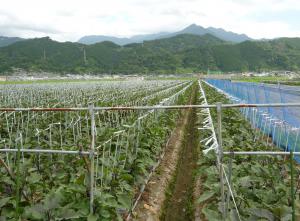 絹かわなす圃場