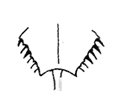 マルオカブトガニ腹部の縁とげ