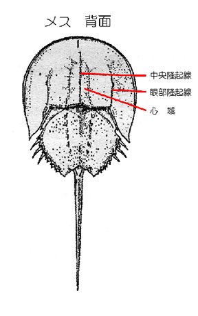 メスの背面図