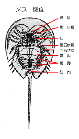 メスの腹面図