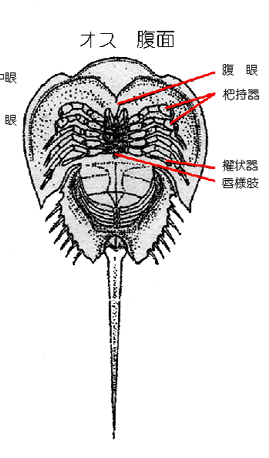 オスの腹面図