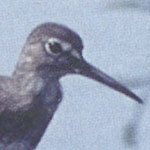 No.60　クサシギ