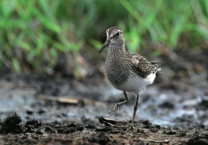 アメリカウズラシギ