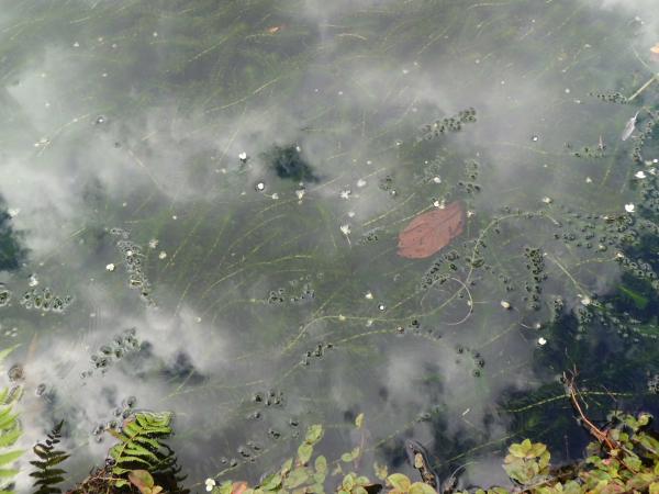 オオカナダモ開花の様子