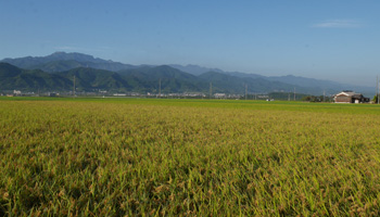 田園地帯に広がる稲穂