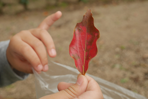 赤い落ち葉と子どもの手