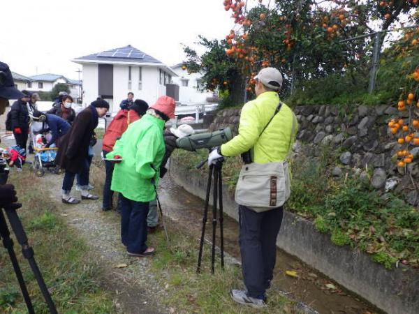 写真どんぐり