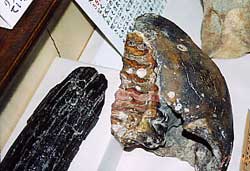 ナウマンゾウの下顎の化石