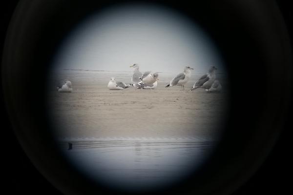 野鳥拡大