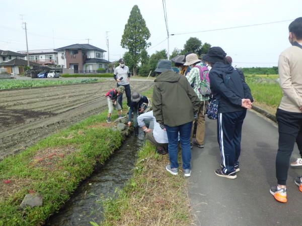 オチクサリゴケ観察