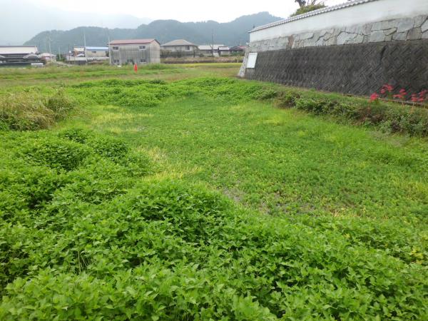 中西の清水