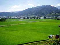 丹原町臼坂田園風景