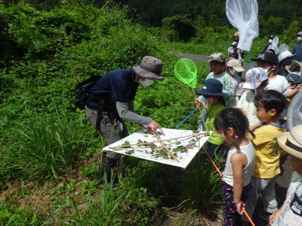 木から落ちた昆虫