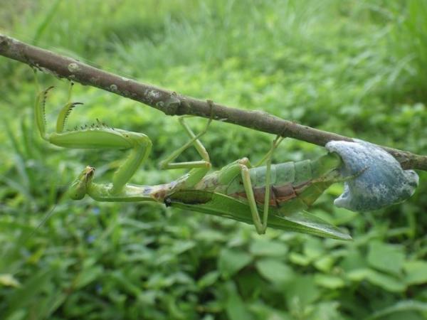 ハラビロカマキリ