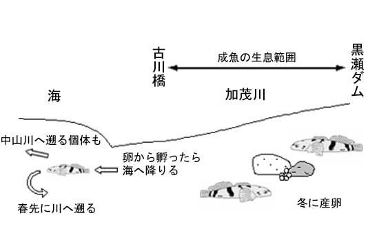 西条のカジカの生活環の図