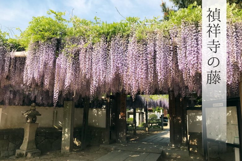 禎祥寺の藤