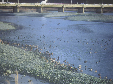 加茂川河口の写真