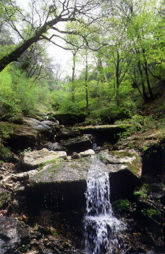 加茂川の源流の写真