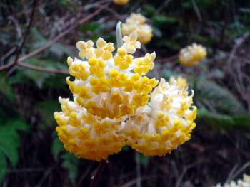 かわいい三椏の花　西条市大保木の写真