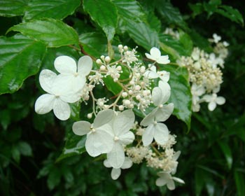 雨に濡れた糊空木の花（石鎚山）の写真