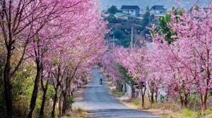 ベトナムの桜
