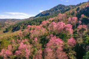 ベトナムの桜