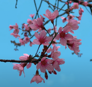 ベトナムの桜