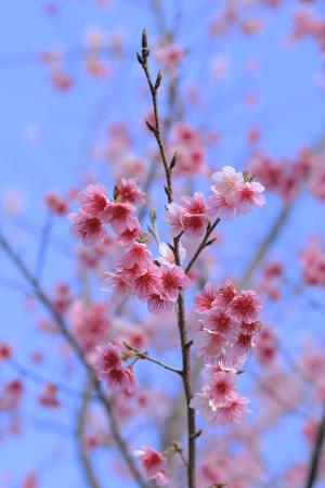 ベトナム桜