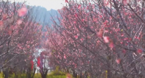 ベトナム桜