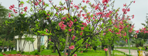 ハノイ桜
