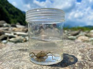 生物