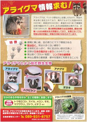 アライグマチラシ