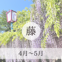 藤