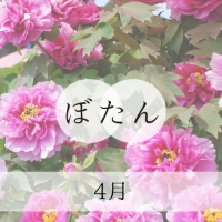 ぼたん