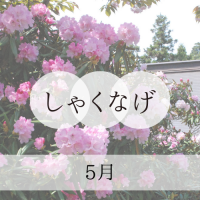 しゃくなげ