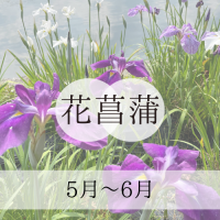 花菖蒲