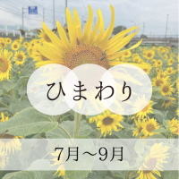 ひまわり
