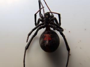 今回発見されたセアカゴケグモ
