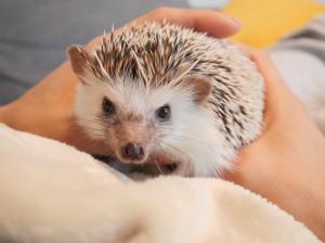動物ふれあいコーナー