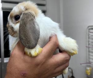 動物ふれあいコーナー
