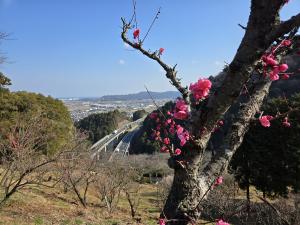 梅林園　梅
